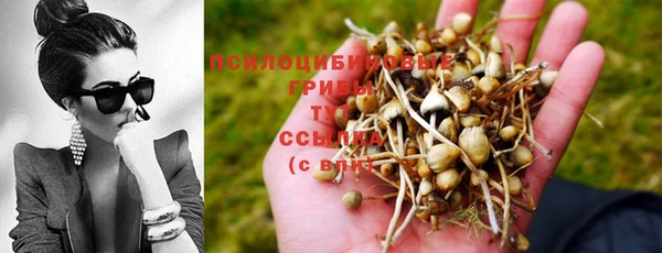 PSILOCYBIN Вяземский